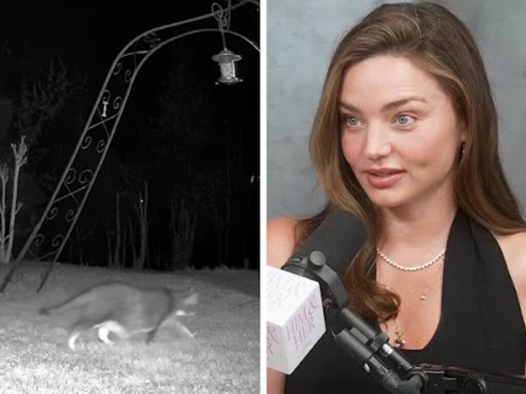 Miranda Kerr’s hometown overrun by feral cats as council begins trap trial
