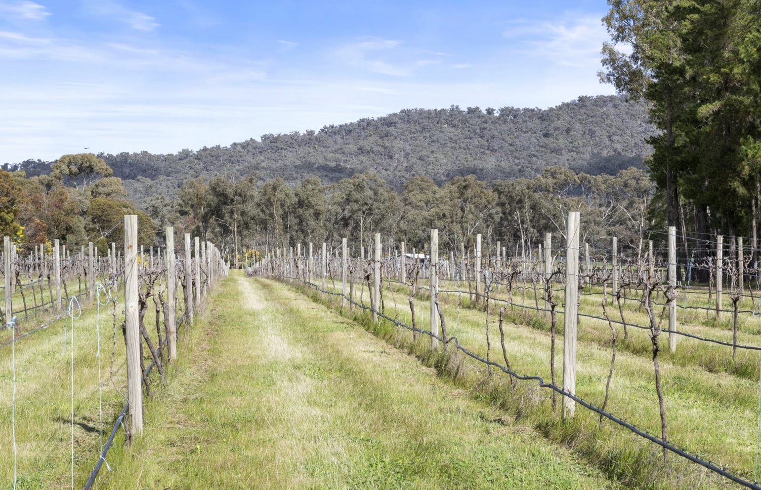 1000 shiraz vines were planted in 2023. Picture: realestate.com.au/buy