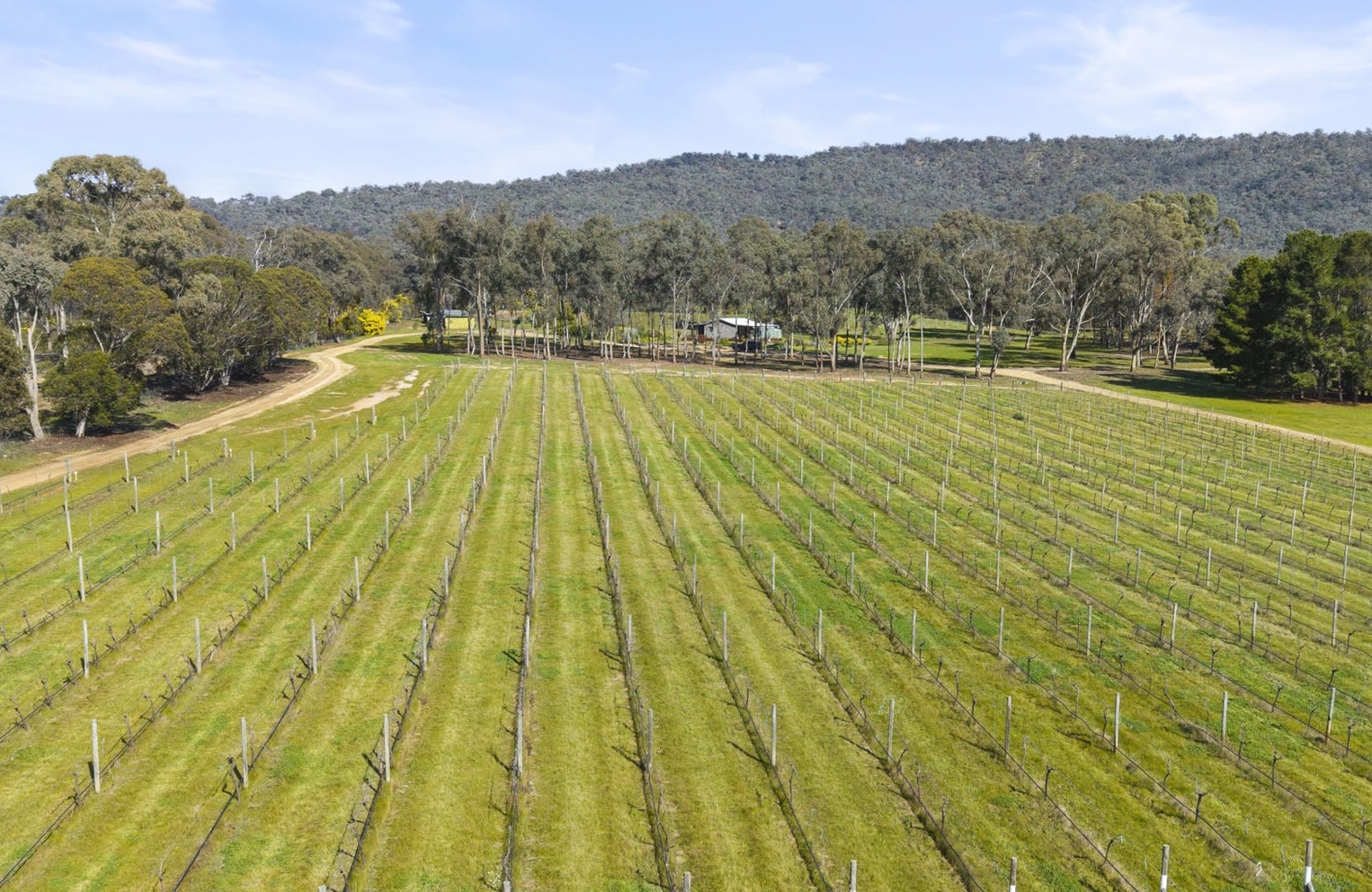 Cheaper than an apartment: $565k boutique vineyard for sale