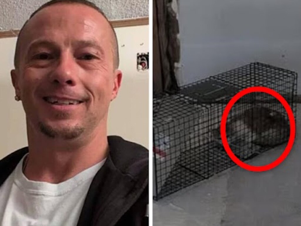 Feral cat squatters derail major renovation with ‘ungodly stench’