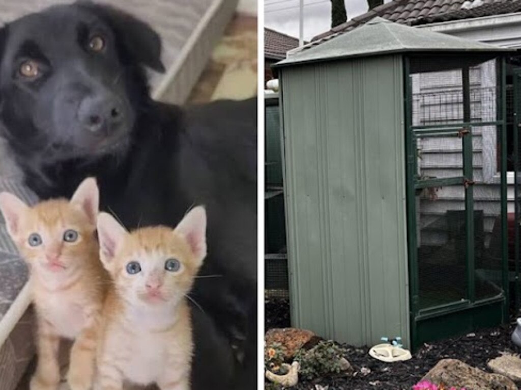 Victoria cat curfews: Council rules changing what pet owners need from their homes