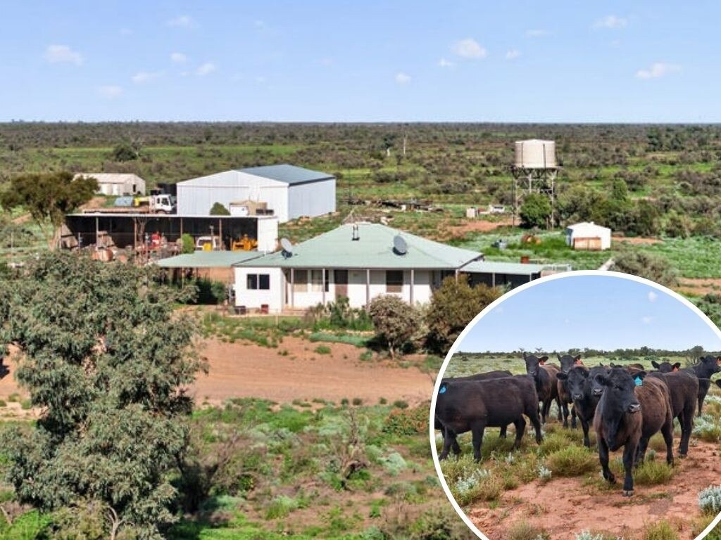Flinders Ranges cattle station hits market after 144 years