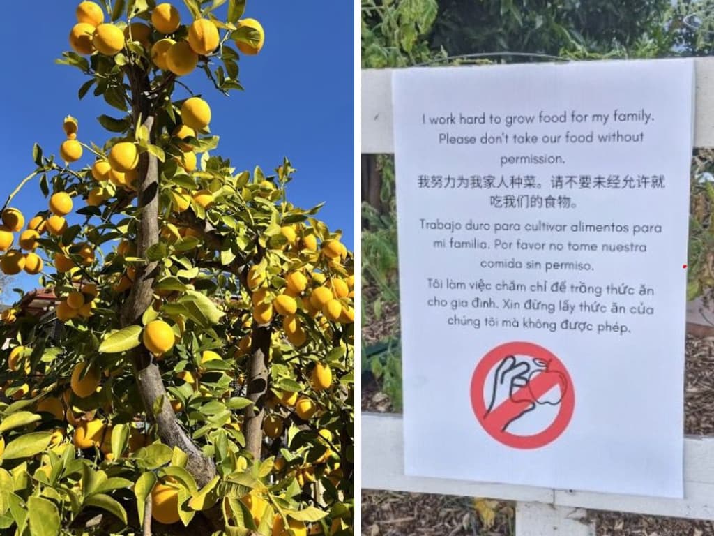 Taking fruit from a footpath tree could be stealing, lawyers warn
