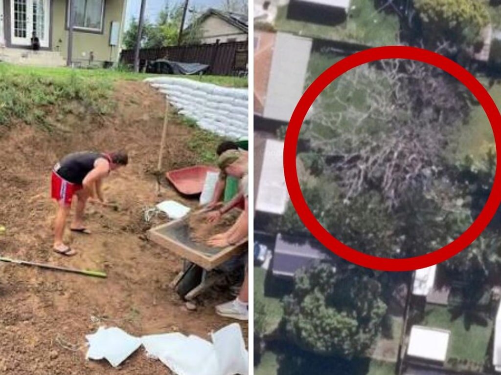 Man forced to foot bill to save neighbour’s ‘stressed’ tree