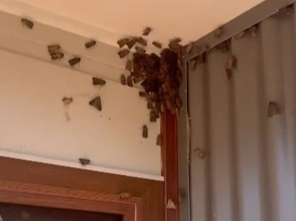 ‘An impressive journey’: Experts urge patience with surge in Bogong Moth swarms