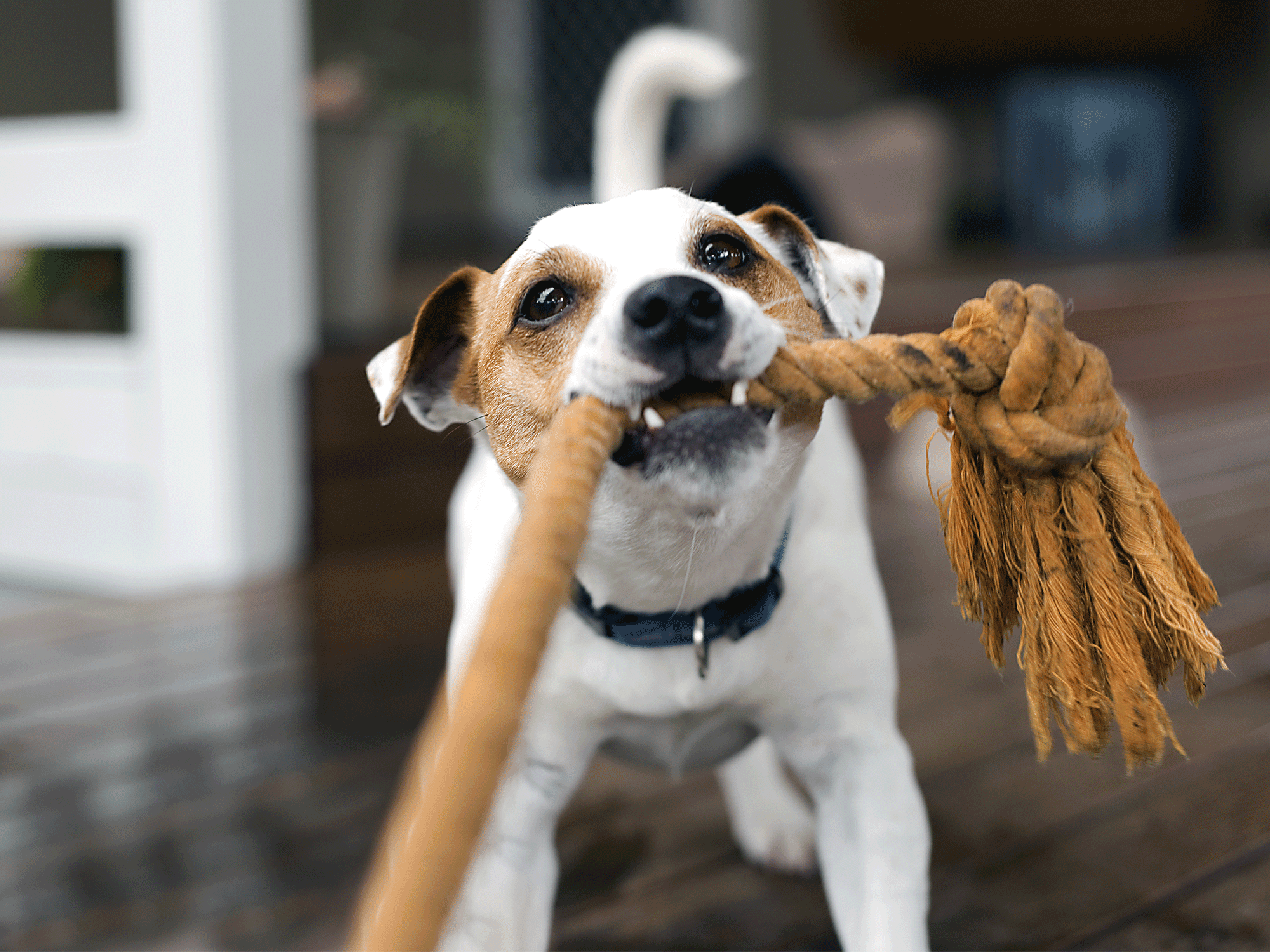 Whether you’re in a spacious duplex or a huge high rise, there are plenty of dog breeds that are well suited to apartment living. 